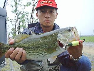 nob_deneuda_reggae_bass41.jpg (21552 oCg)